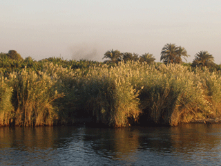 Nile Bank Sea of Papyrus Reeds